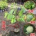 四季释迦果树苗台湾番荔枝苗番鬼荔枝嫁接结果南方种
