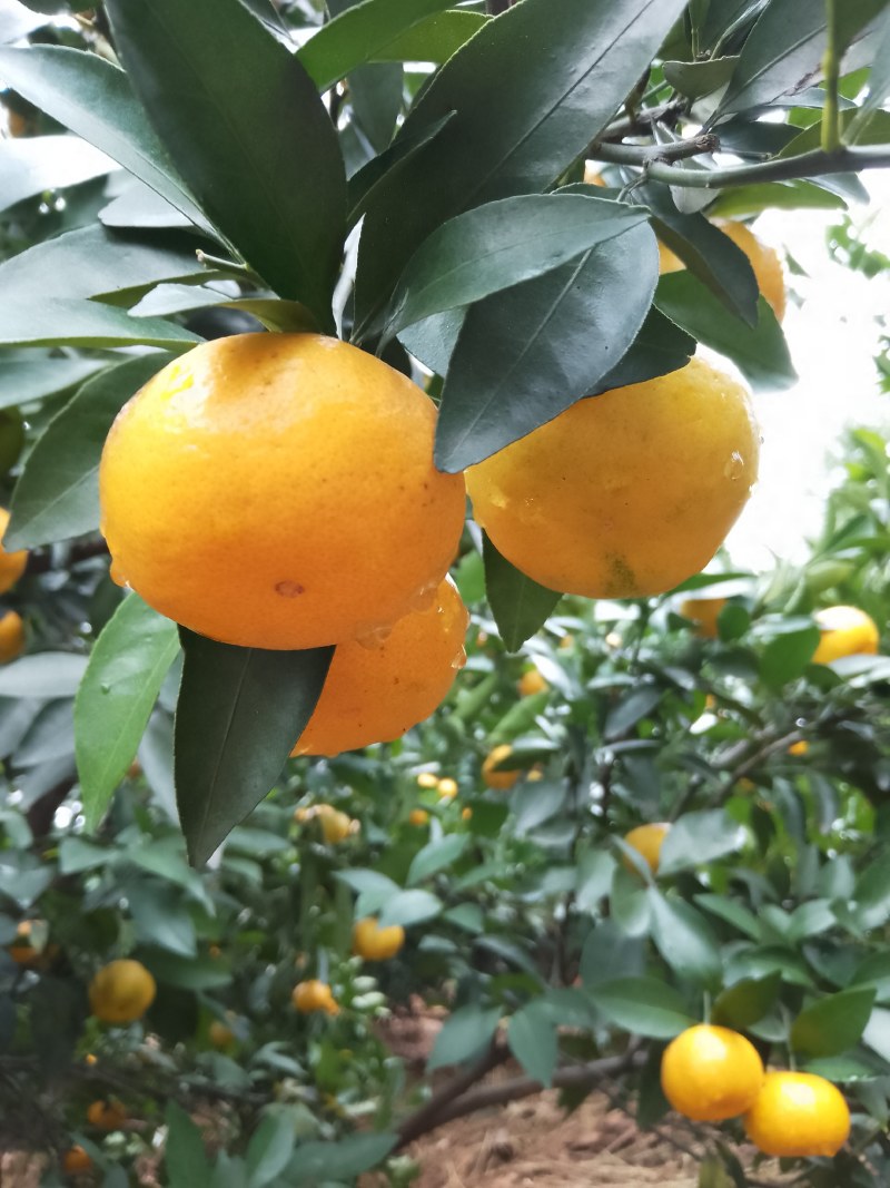 新余蜜桔，本地早，大量果型漂亮口感好，欢迎订购