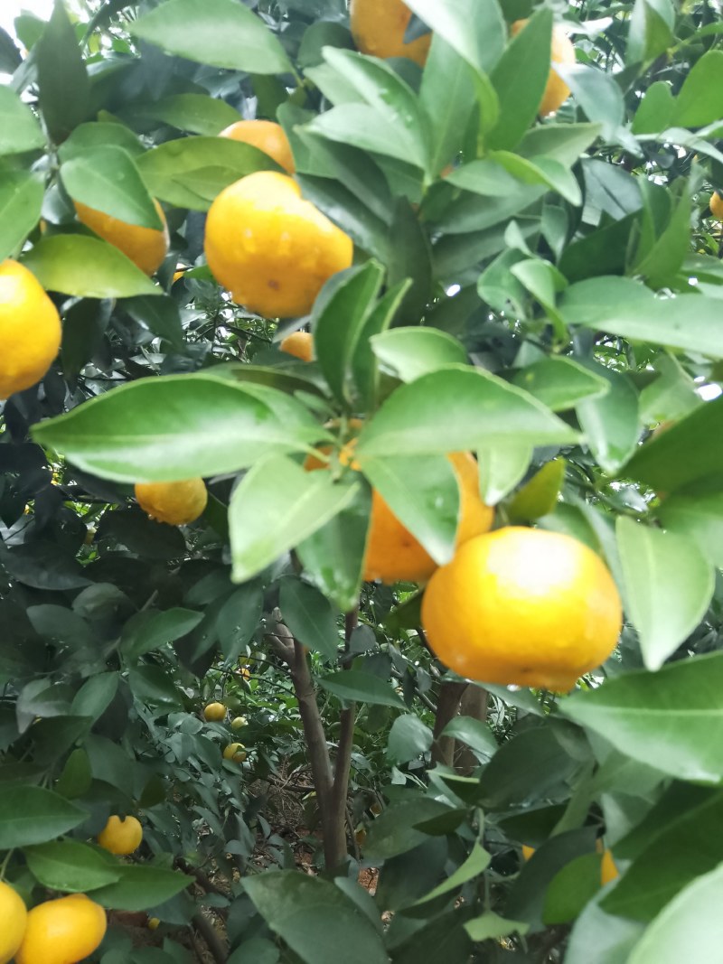 新余蜜桔，本地早，大量果型漂亮口感好，欢迎订购