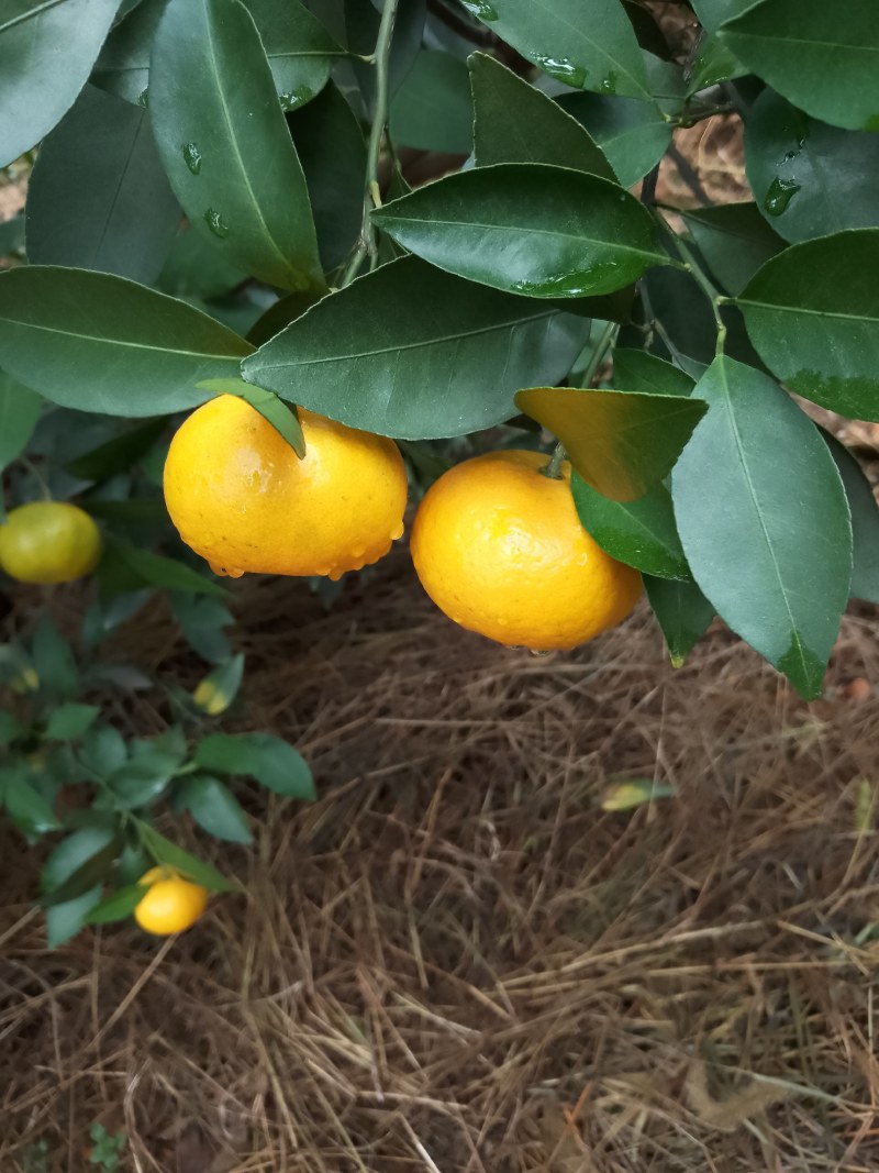 新余蜜桔，本地早，大量果型漂亮口感好，欢迎订购