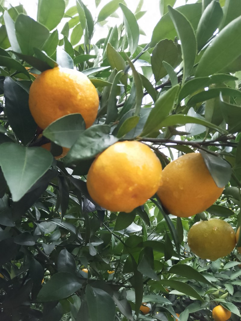 新余蜜桔，本地早，大量果型漂亮口感好，欢迎订购