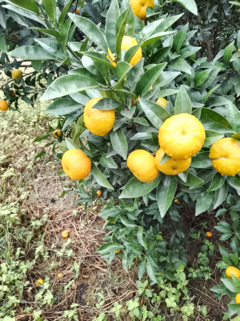 新余蜜桔，本地早，大量果型漂亮口感好，欢迎订购