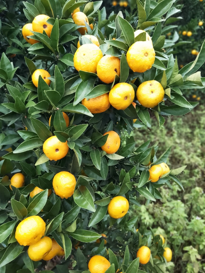 新余蜜桔，本地早，大量果型漂亮口感好，欢迎订购