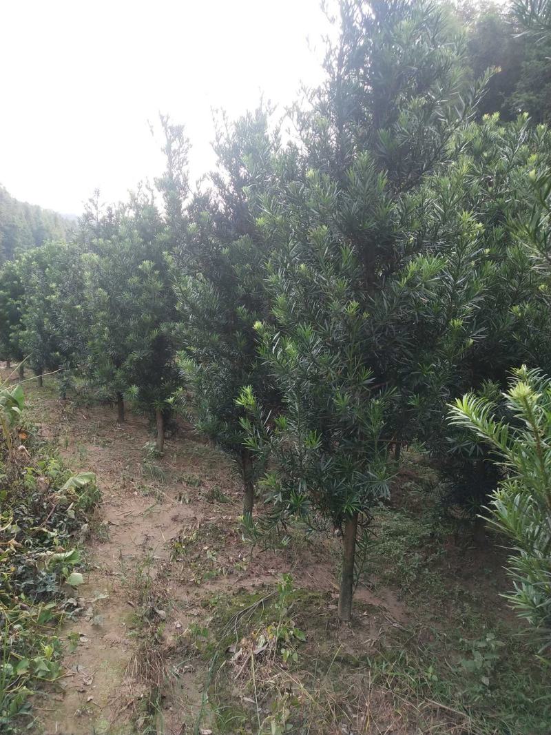 罗汉松7公分江西精品绿化工程造型罗汉松中小规格罗汉松