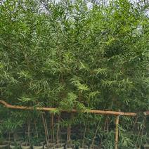 造林苗台湾相思苗绿化苗园林绿化造林苗木绿化工程苗