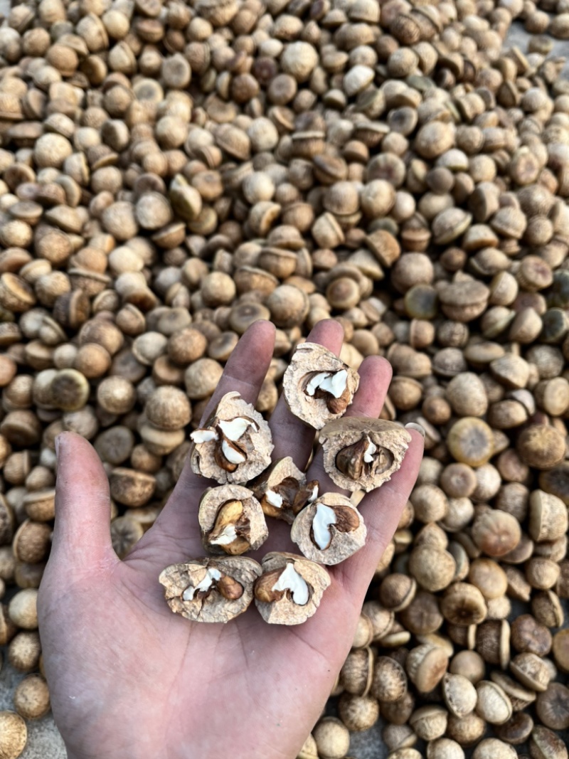 23年新产风流果，马钴叠鲜货，带皮鲜果刚下树的颗颗新鲜