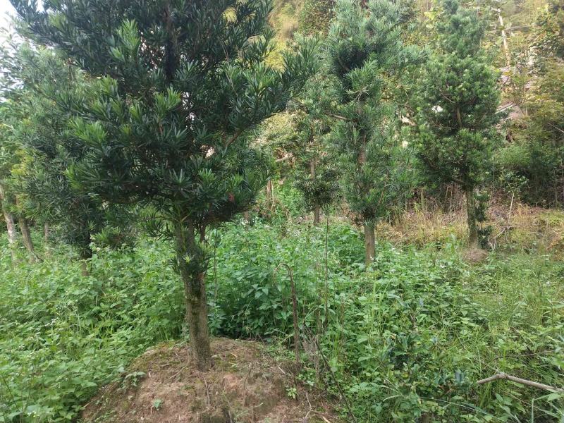 罗汉松6公分热销精品绿化工程造型罗汉松中小规格罗汉松