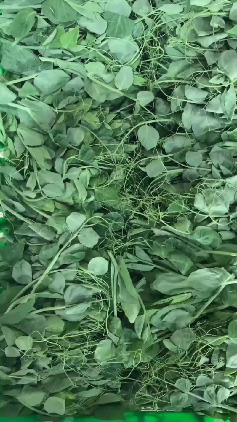 大量供应本地翠绿豌豆尖