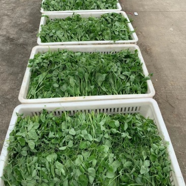 大量供应本地翠绿豌豆尖