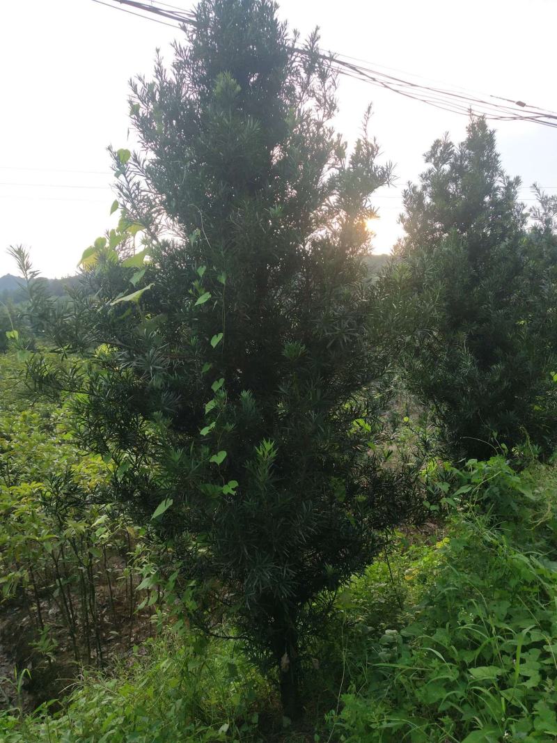 江西罗汉松8公分精品绿化工程造型罗汉松中小规格罗汉松