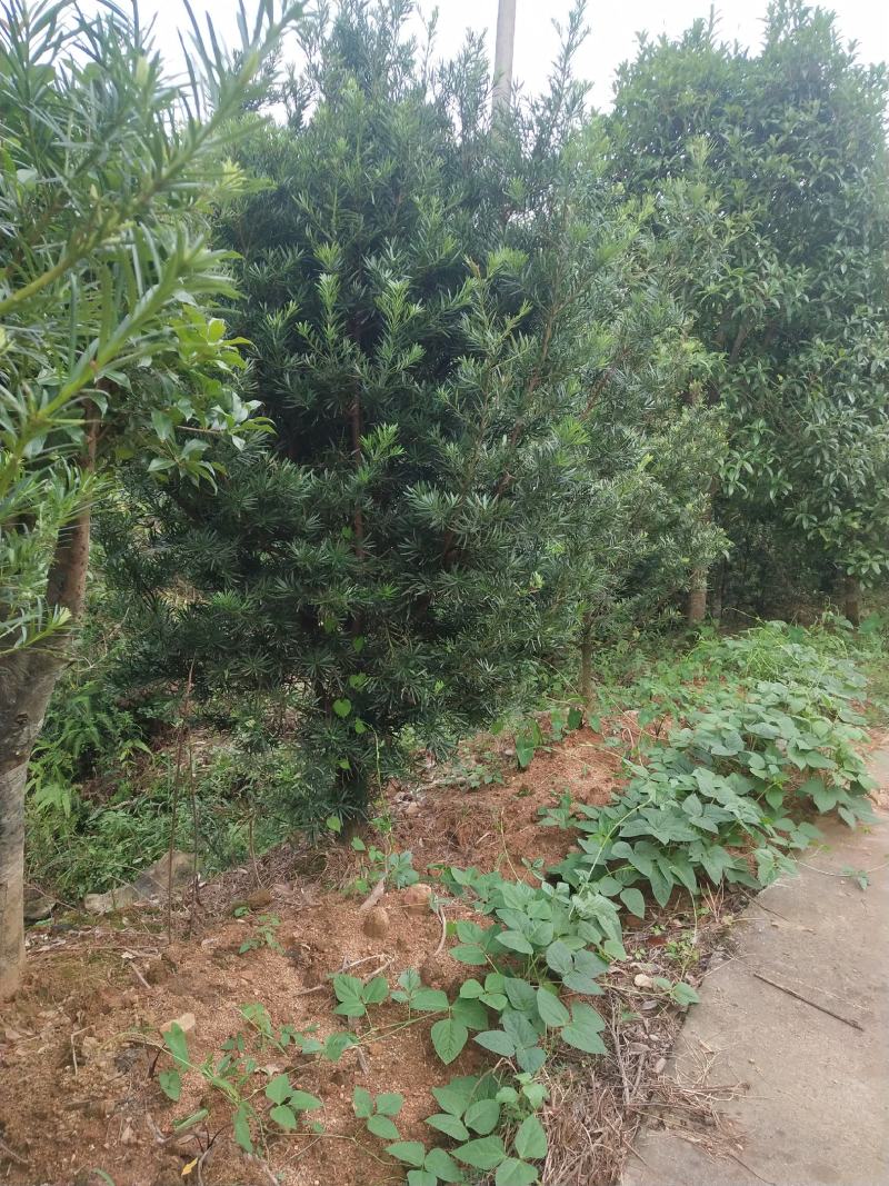 江西罗汉松8公分精品绿化工程造型罗汉松中小规格罗汉松