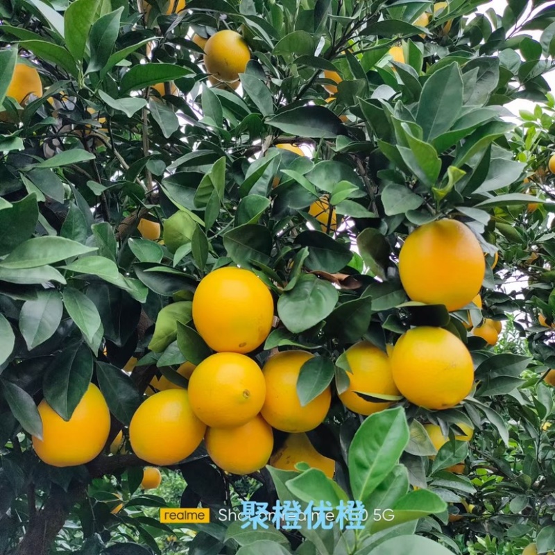 脐橙皮薄多汁鲜甜化渣电商专供可全国发货欢迎下单采购