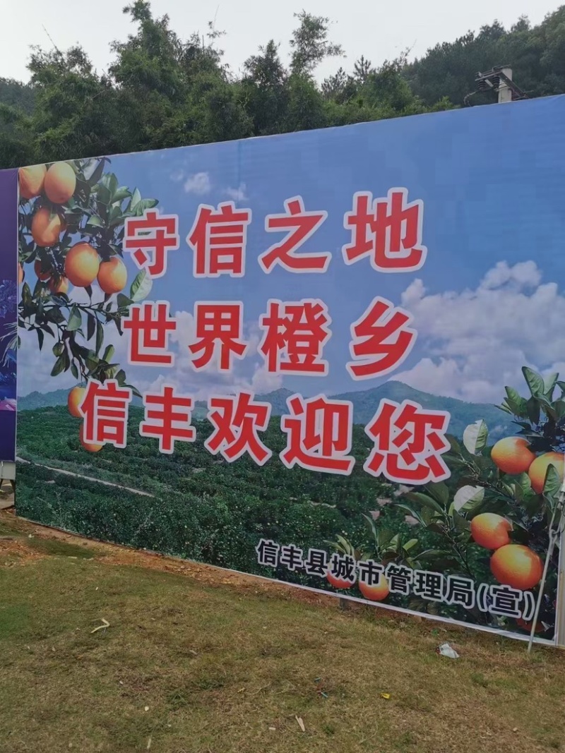 脐橙皮薄多汁鲜甜化渣电商专供可全国发货欢迎下单采购