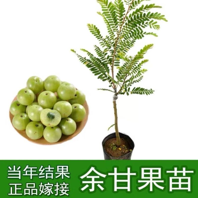 油甘果苗潮汕嫁接崩坎狮头甜种油甘苗柿饼甜油甘果树苗四