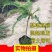 油甘果苗潮汕嫁接崩坎狮头甜种油甘苗柿饼甜油甘果树苗四