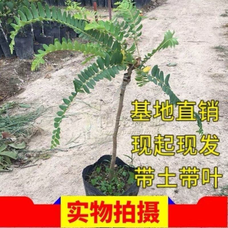 油甘果苗潮汕嫁接崩坎狮头甜种油甘苗柿饼甜油甘果树苗四