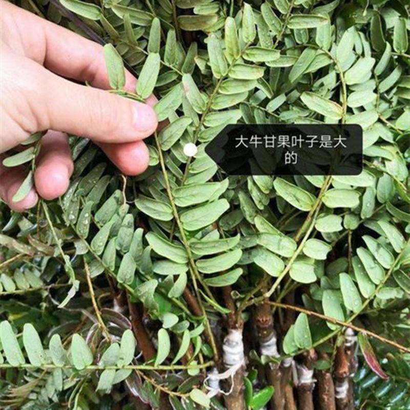 油甘果苗潮汕嫁接崩坎狮头甜种油甘苗柿饼甜油甘果树苗四
