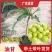 油甘果苗潮汕嫁接崩坎狮头甜种油甘苗柿饼甜油甘果树苗四