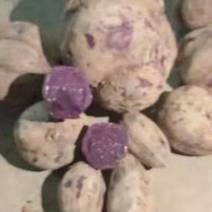 济黑一号，紫薯