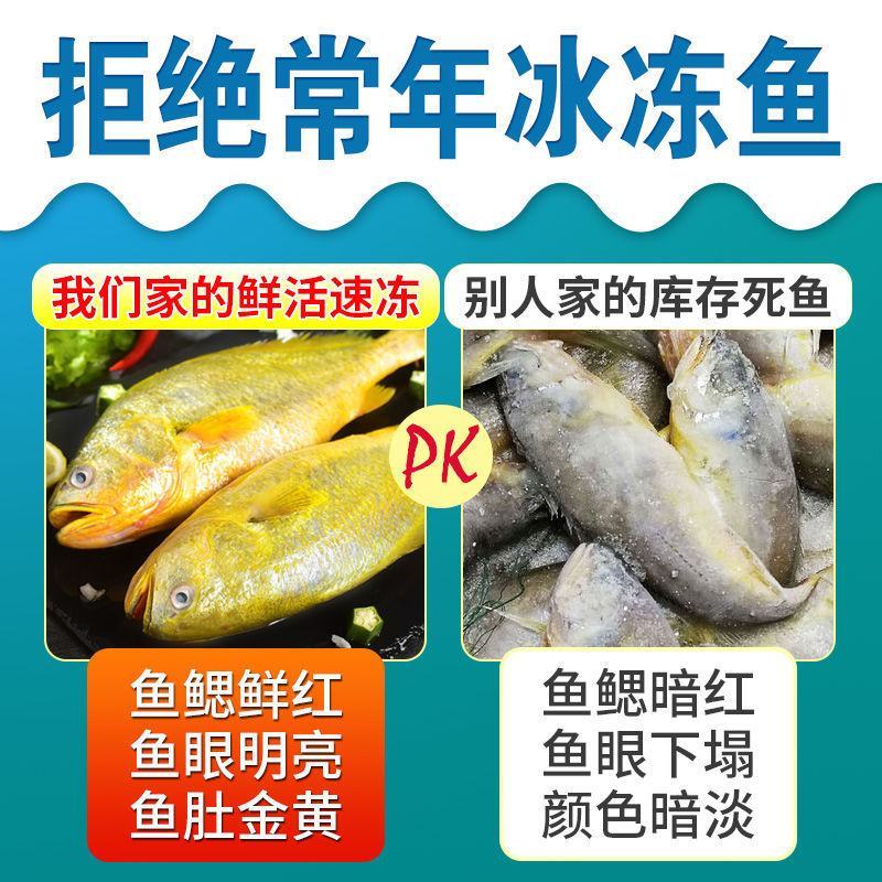 大黄花鱼新鲜冷冻大黄鱼深海黄花鱼深海鱼批发包邮