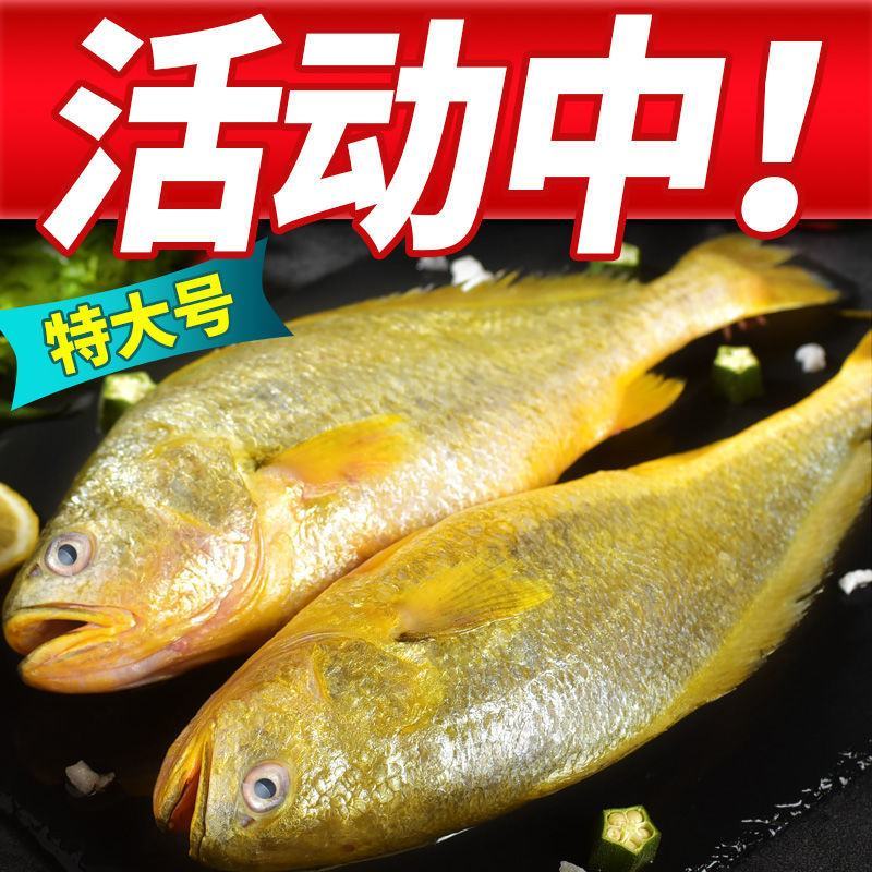 大黄花鱼新鲜冷冻大黄鱼深海黄花鱼深海鱼批发包邮