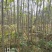 3公分的栾树（黄山栾）栾树苗南栾大量，支持线上保障交易