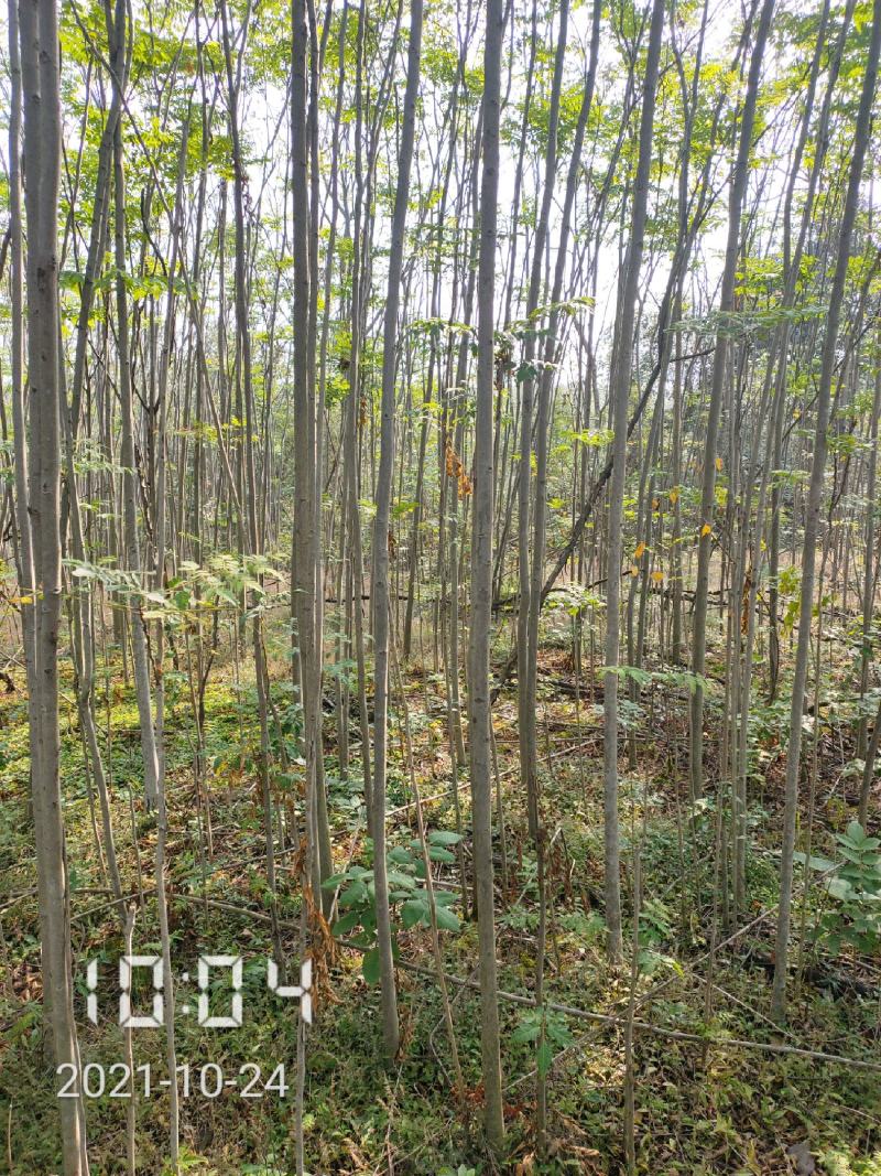 3公分的栾树（黄山栾）栾树苗南栾大量，支持线上保障交易