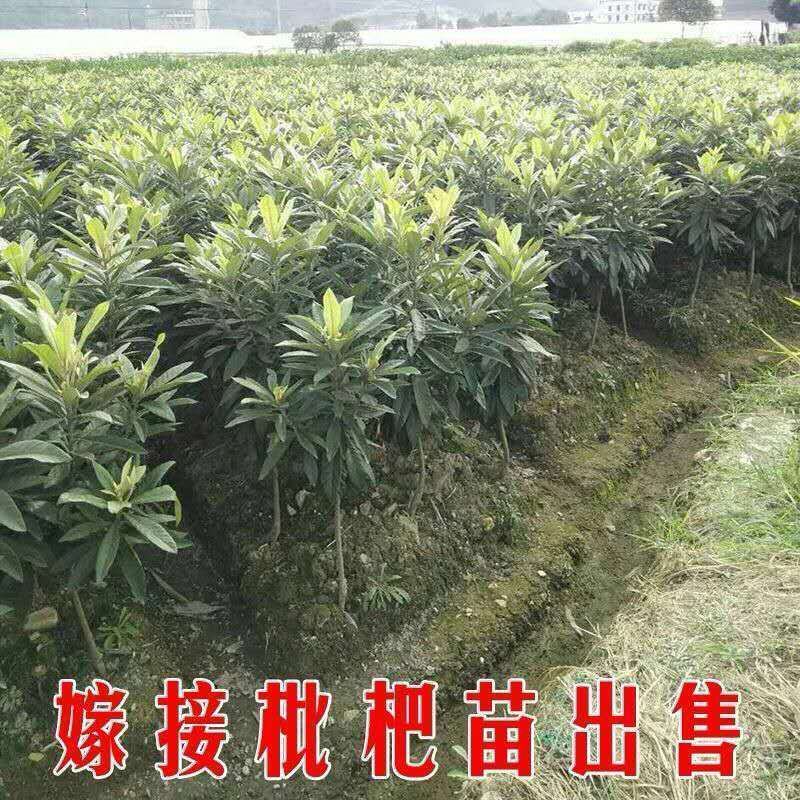 大五星枇杷早中六枇杷嫁接树苗南北方可种植盆栽地栽果树