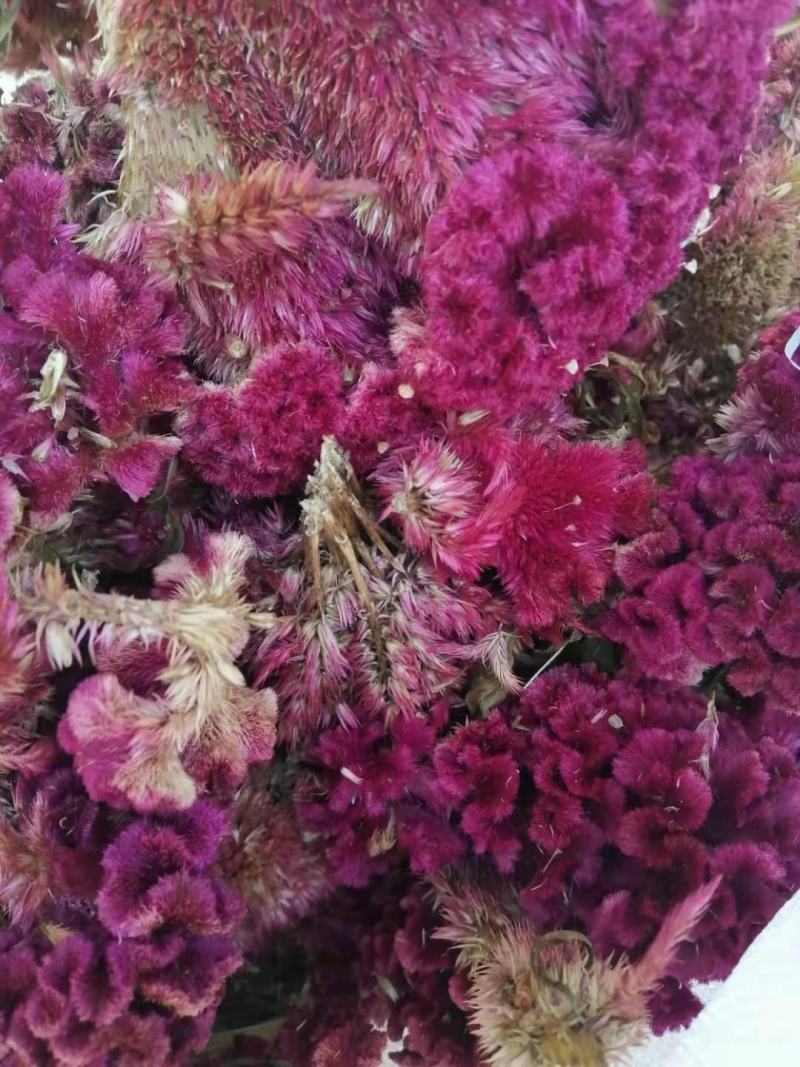 药材鸡冠花