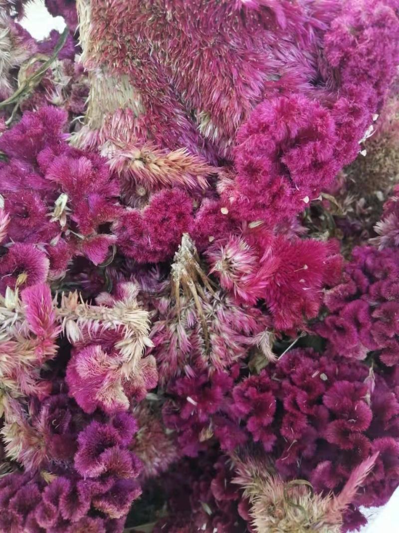 药材鸡冠花