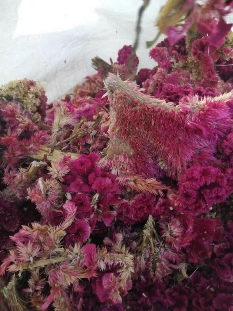 药材鸡冠花