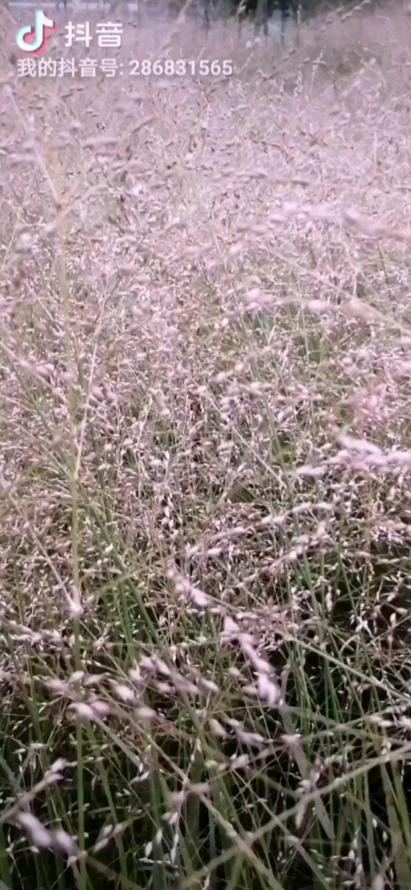 柳枝稷种子