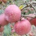 汉源糖心红富大量供应红富士糖心小果，大果有需要的老板联系