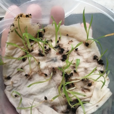 崂峪苔草种子