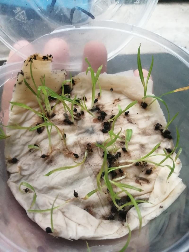 崂峪苔草种子