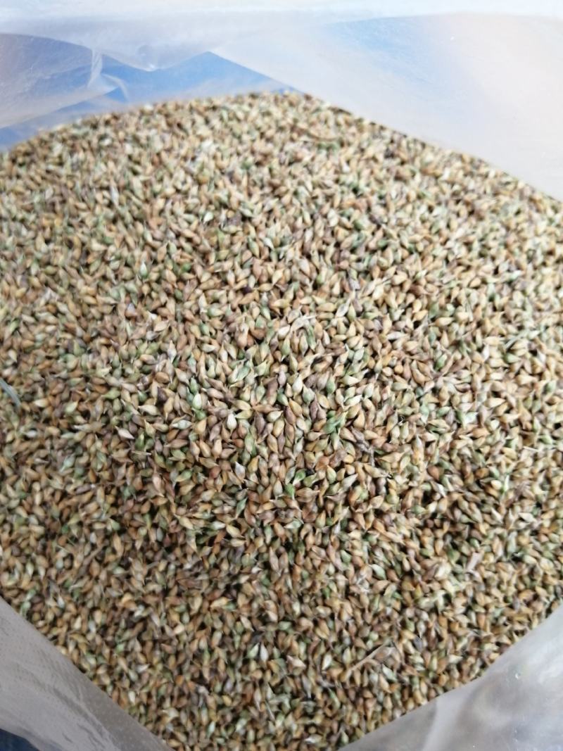 崂峪苔草种子