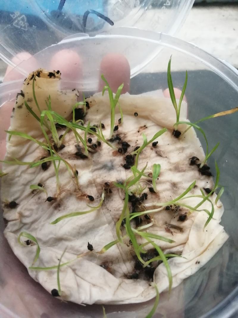 崂峪苔草种子