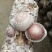 玉岩香菇自己家种植香菇鲜香菇1公斤装香菇