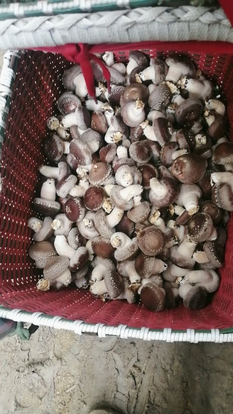 玉岩香菇自己家种植香菇鲜香菇1公斤装香菇