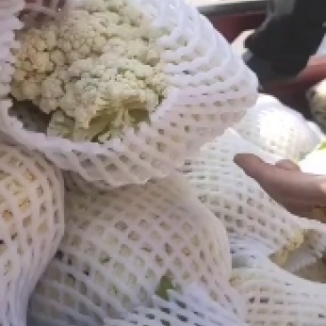 陕西甘蓝大量上市中品质保证一手货源量大价优