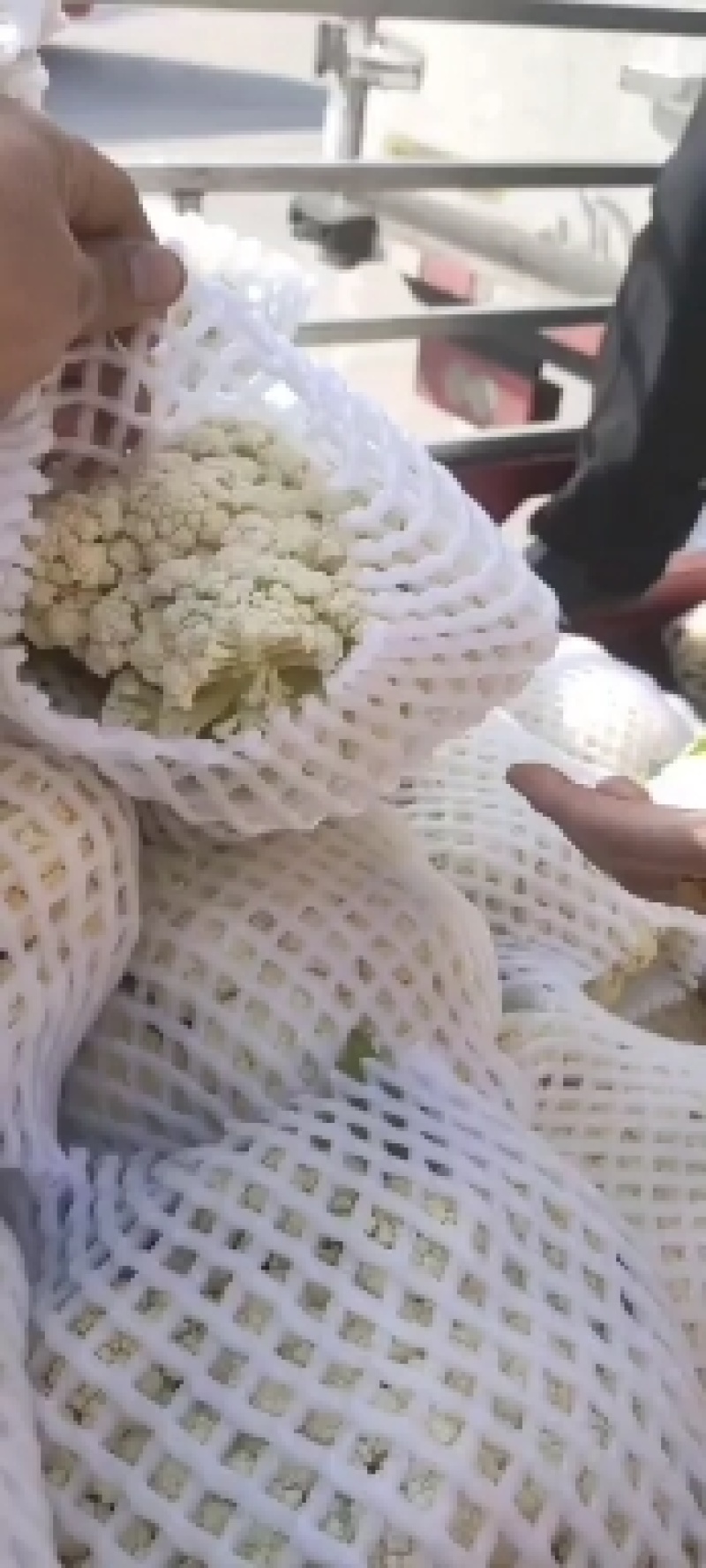 陕西甘蓝大量上市中品质保证一手货源量大价优