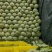 陕西甘蓝大量上市中品质保证一手货源量大价优