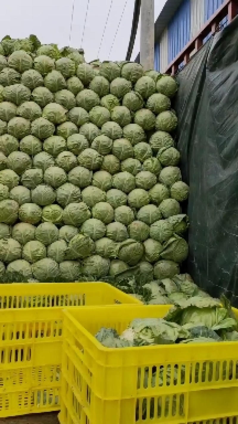 陕西甘蓝大量上市中品质保证一手货源量大价优