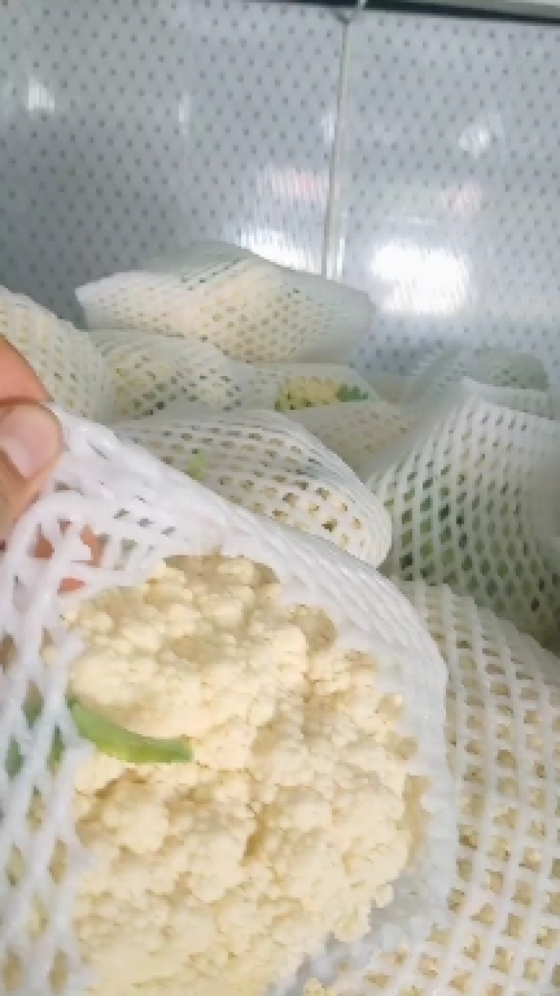 陕西甘蓝大量上市中品质保证一手货源量大价优