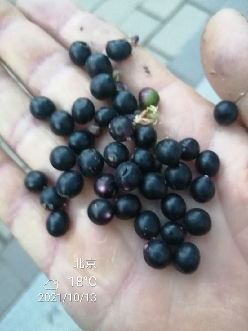 麦冬草种子