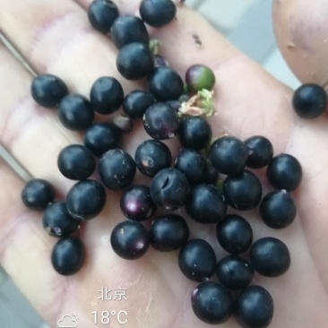 麦冬草种子