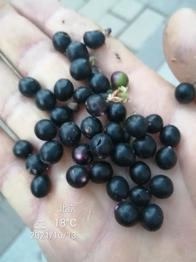 麦冬草种子