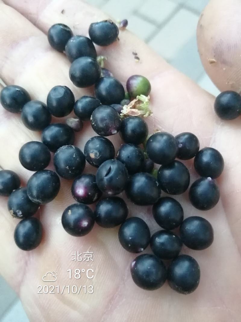 麦冬草种子