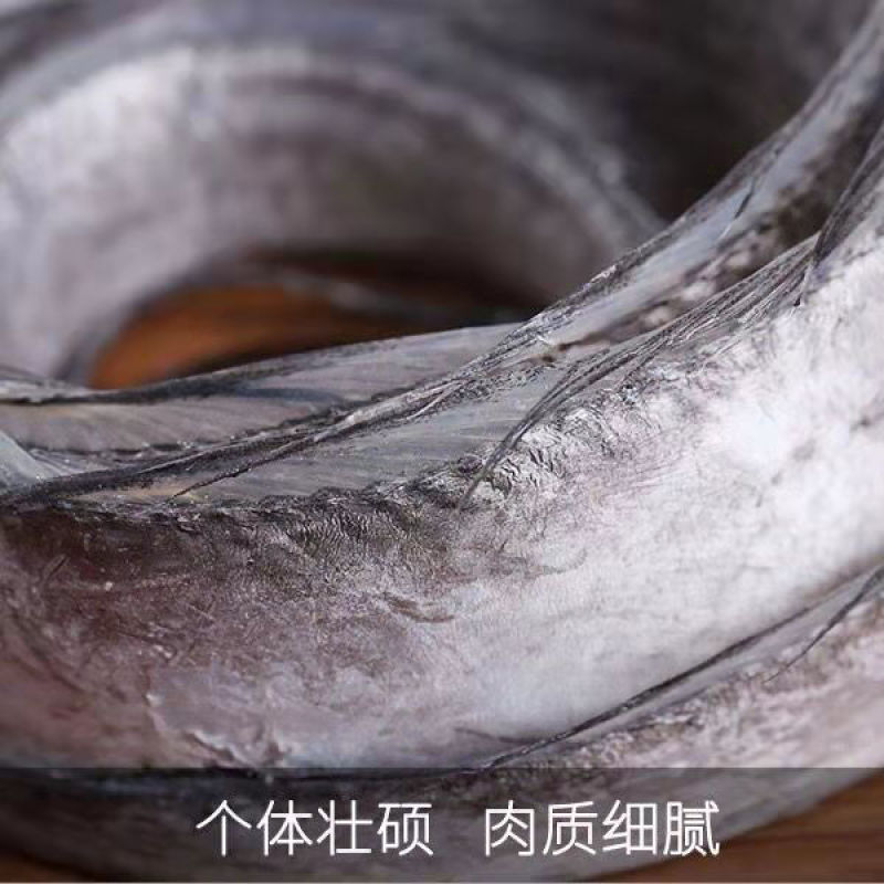 【会员专享】5斤整条带鱼新鲜整条特大无冰小眼带鱼批发包邮