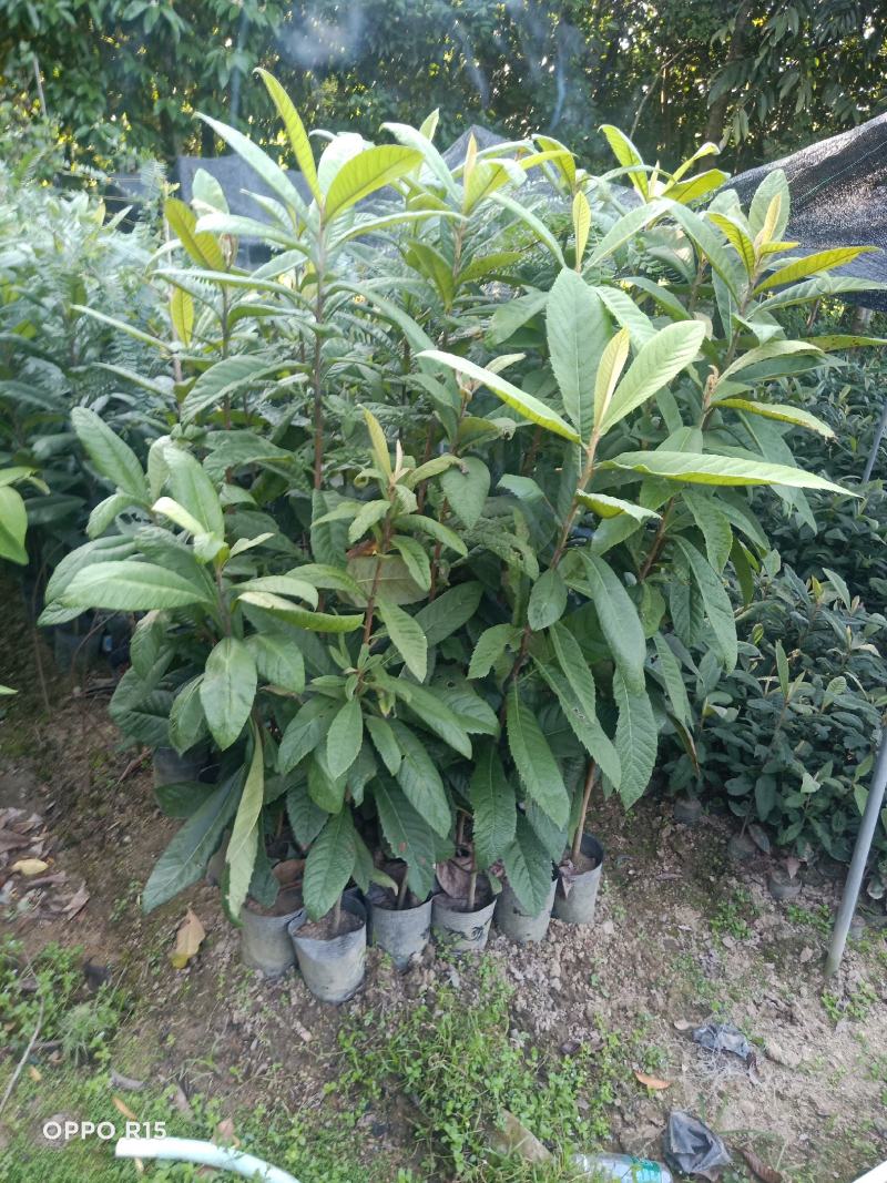 大五星枇杷早中六枇杷嫁接树苗南北方可种植盆栽地栽果树